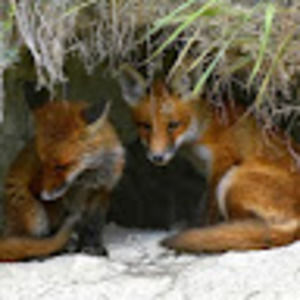 Meet your Posher, Brittney